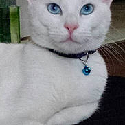 Bluesy a rejoint le concours — aidez-le/la à gagner de superbes lots ! cat, white_cat, blue_eyes, collar, bell, pet, animal, indoor, closeup, fur, whiskers, cute, relaxed, looking_at_camera, face, ears, nose, paw, domestic_cat, feline