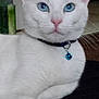 cat, white_cat, blue_eyes, collar, bell, pet, animal, indoor, closeup, fur, whiskers, cute, relaxed, looking_at_camera, face, ears, nose, paw, domestic_cat, feline