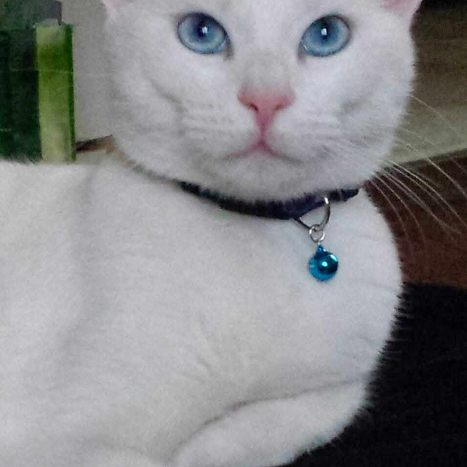 Bluesy a rejoint le concours — aidez-le/la à gagner de superbes lots ! animal, bell, blue_eyes, cat, closeup, collar, cute, domestic_cat, ears, face, feline, fur, indoor, looking_at_camera, nose, paw, pet, relaxed, whiskers, white_cat