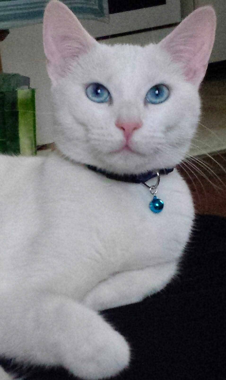 Bluesy a rejoint le concours — aidez-le/la à gagner de superbes lots ! cat, white_cat, blue_eyes, collar, bell, pet, animal, indoor, closeup, fur, whiskers, cute, relaxed, looking_at_camera, face, ears, nose, paw, domestic_cat, feline