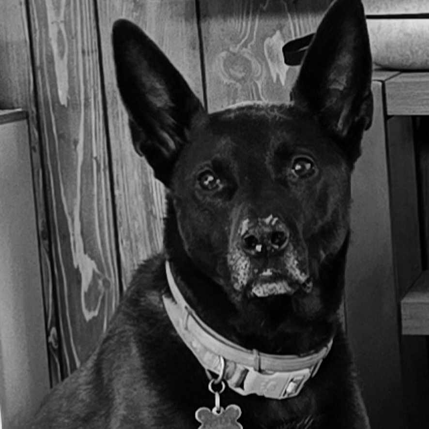 Philly joined the competition — help win amazing prizes! alert, animal, black_dog, canine, closeup, collar, companion, dog, domestic_animal, ears, face, fur, indoor, looking, monochrome, pet, portrait, sitting, tag, wooden_wall