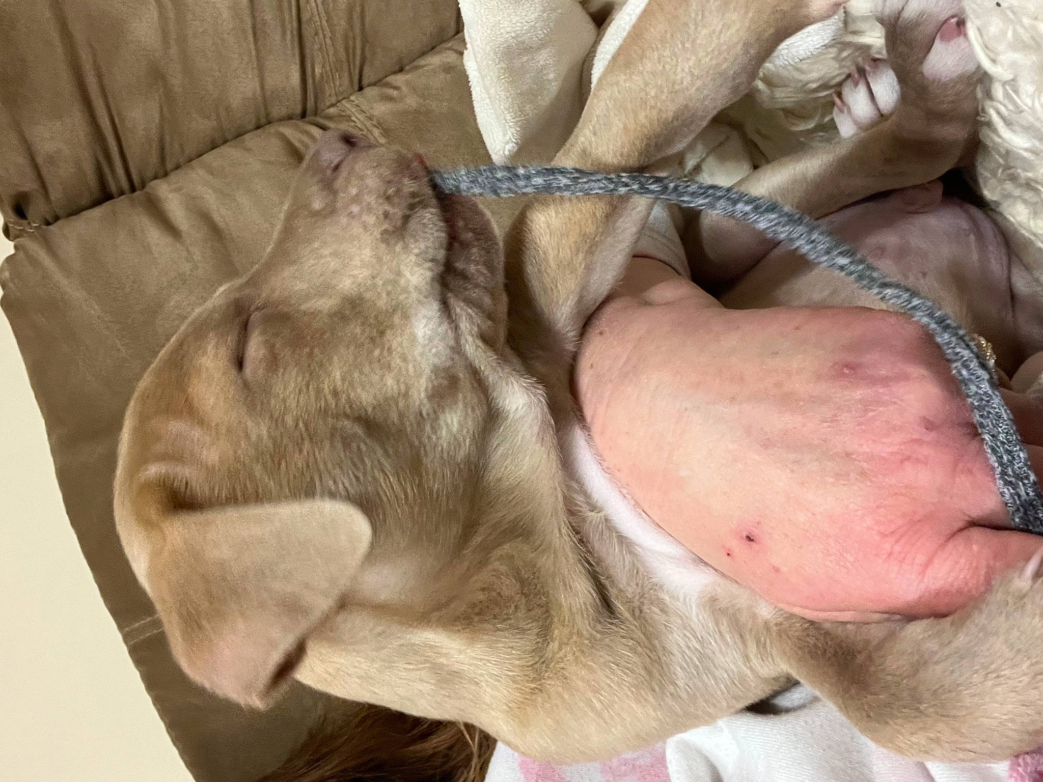 Oscar joined the competition — help win amazing prizes! chest, comfort, elbow, fawn, finger, foot, fur, gesture, human_body, human_leg, knee, leg, mammal, military_camouflage, nail, thigh, thumb, vertebrate, wrinkle, wrist