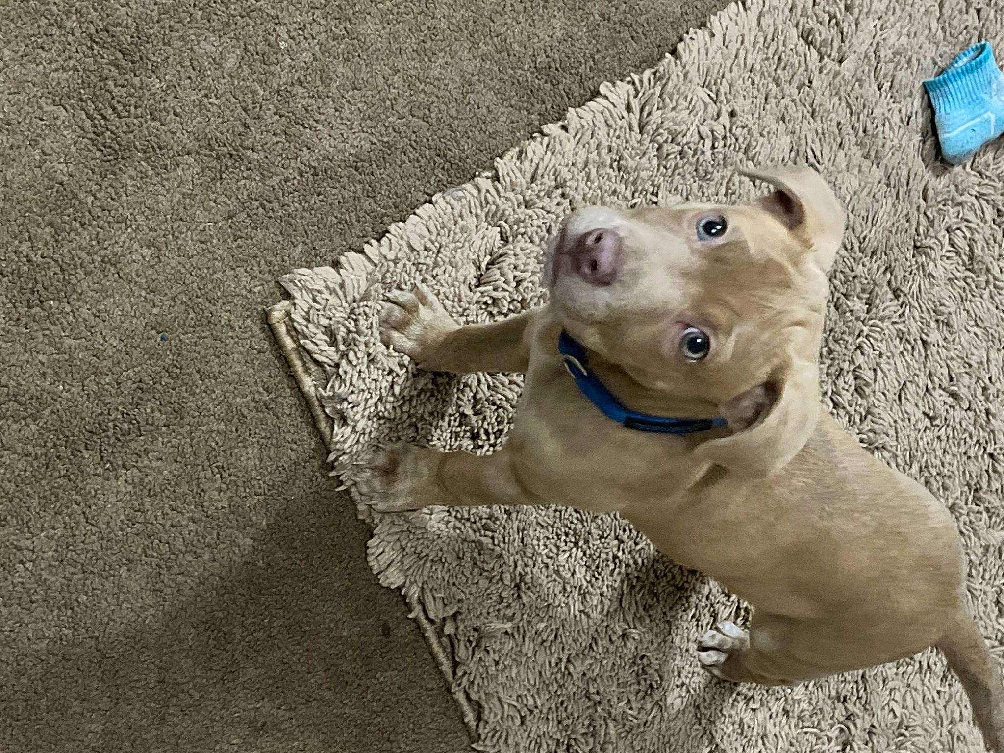 Oscar is registered to the contest to win money with this photo: canidae, carnivore, collar, companion_dog, concrete, dog, dog_breed, dog_collar, fawn, grey, leash, pet_supply, road_surface, soil, sporting_group, street_dog, terrestrial_animal, whiskers, working_animal, working_dog