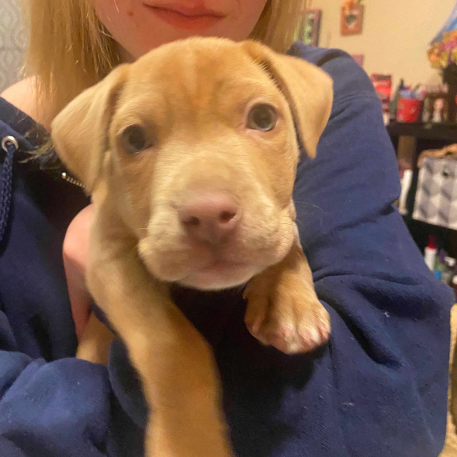 Oscar joined the competition — help win amazing prizes! canidae, carnivore, companion_dog, dog, dog_breed, ear, fawn, fur, happy, liver, livestock, picture_frame, selfie, skin, snout, sporting_group, whiskers, wood, working_animal, wrinkle