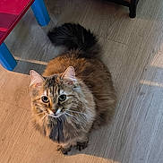 Nala a rejoint le concours — aidez-le/la à gagner de superbes lots ! cat, fluffy, indoor, wooden_floor, curious, pet, animal, furniture, foot, sock, red_chair, blue_chair_leg, shelf, box, light, shadow, brown_fur, long_hair, domestic_cat, looking_up
