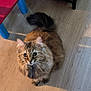 cat, fluffy, indoor, wooden_floor, curious, pet, animal, furniture, foot, sock, red_chair, blue_chair_leg, shelf, box, light, shadow, brown_fur, long_hair, domestic_cat, looking_up