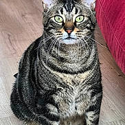 Simba a rejoint le concours — aidez-le/la à gagner de superbes lots ! cat, tabby, pet, indoor, floor, toy_mouse, fur, whiskers, ears, green_eyes, domestic_animal, sitting, furniture, red_couch, wooden_floor, cute, animal, mammal, playful, companion