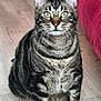 cat, tabby, pet, indoor, floor, toy_mouse, fur, whiskers, ears, green_eyes, domestic_animal, sitting, furniture, red_couch, wooden_floor, cute, animal, mammal, playful, companion