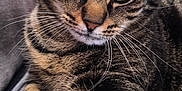 Simba a rejoint le concours — aidez-le/la à gagner de superbes lots ! cat, tabby, pet, feline, green_eyes, whiskers, paw, fur, relaxed, couch, gray, red_pillow, indoor, close_up, resting, animal, mammal, domestic, cute, soft_texture