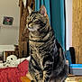 Simba participe au concours pour gagner de l'argent avec cette photo : cat, tabby_cat, indoor, table, smartphone, scissors, book, bed, blanket, panda_plush, curtain, wood, furniture, pet, animal, domestic, portrait, sitting, cozy, room