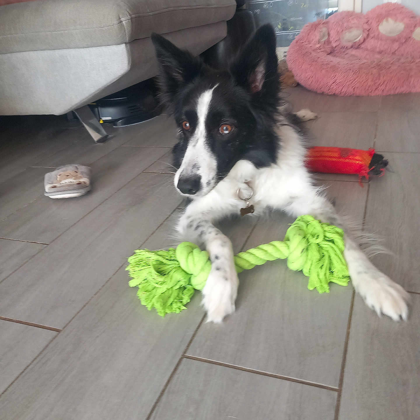 Chanel participe au concours pour gagner de l'argent avec cette photo : animal, black_and_white, canine, collar, couch, dog, domestic, ears, floor, fur, home, indoor, paws, pet, pet_bed, playful, relaxed, rope_toy, toy, wooden_floor