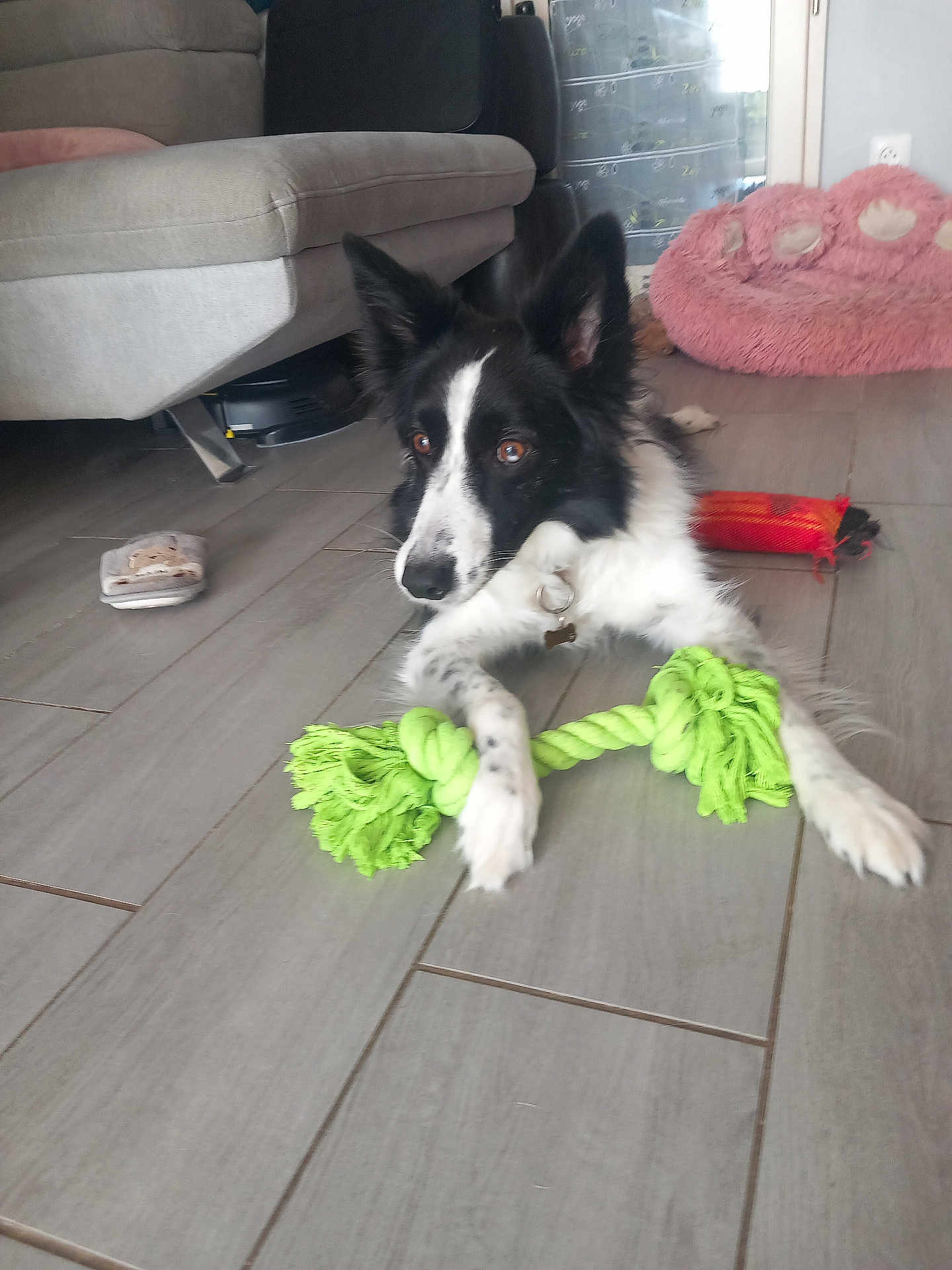 Chanel participe au concours pour gagner de l'argent avec cette photo : dog, toy, rope_toy, floor, indoor, pet_bed, couch, black_and_white, canine, playful, collar, wooden_floor, relaxed, domestic, animal, home, fur, ears, paws, pet