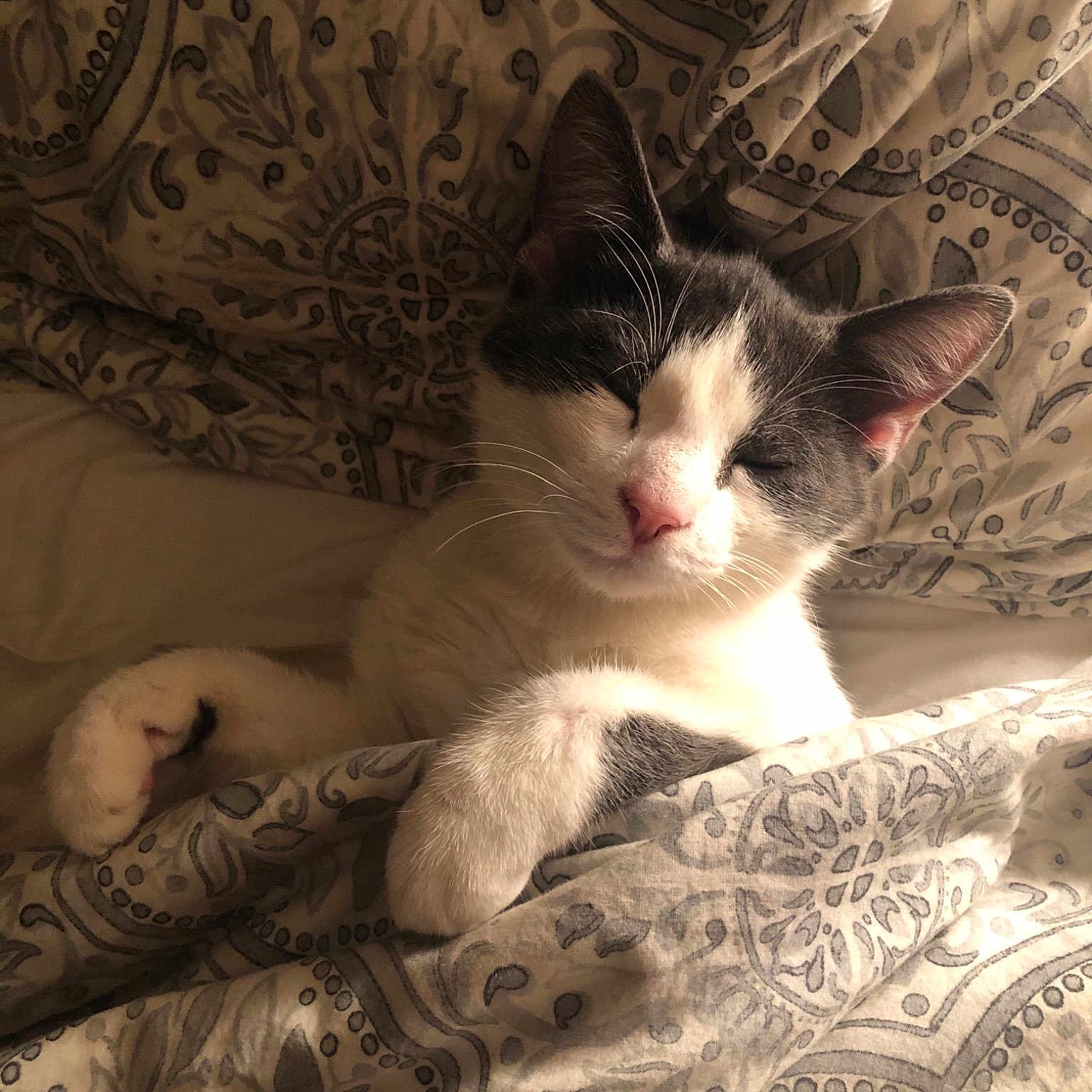 Crumpet joined the competition — help win amazing prizes! carnivoran, cat, cat_like_mammal, domestic_short_haired_cat, eye, kitten, small_to_medium_sized_cats, whiskers