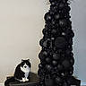 Jack joined the competition — help win amazing prizes! cat, black_and_white_cat, christmas_tree, black_christmas_tree, ornaments, gifts, presents, black_wrapping_paper, white_ribbons, ottoman, wood_floor, indoor, holiday, festive, decor, pet, feline, black_and_white, modern, minimalist
