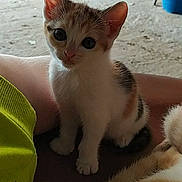 Fifille participe au concours pour gagner de l'argent avec cette photo : aegean_cat, american_wirehair, arabian_mau, asian, carnivore, cat, domestic_short_haired_cat, european_shorthair, fawn, felidae, german_rex, kitten, mammal, munchkin, ojos_azules, polydactyl_cat, singapura, small_to_medium_sized_cats, vertebrate, whiskers