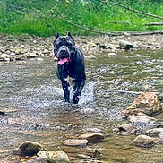 Nitro is registered to the contest to win money with this photo: dog, black_dog, water, stream, rocks, nature, greenery, forest, outdoor, animal, pet, tongue_out, happy, running, splashing, daylight, wet, canine, playful, landscape