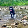 dog, black_dog, water, stream, rocks, nature, greenery, forest, outdoor, animal, pet, tongue_out, happy, running, splashing, daylight, wet, canine, playful, landscape