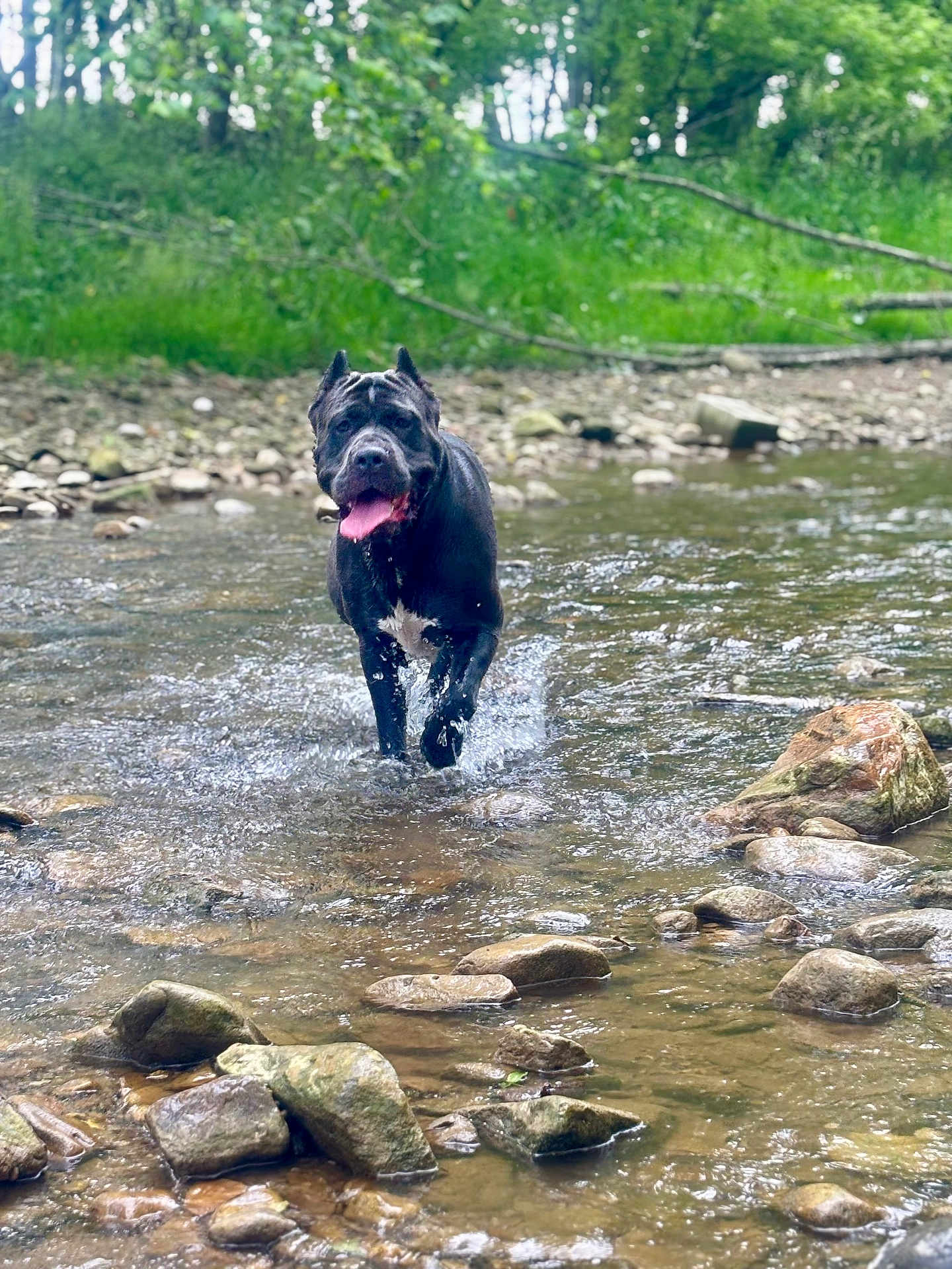 Nitro