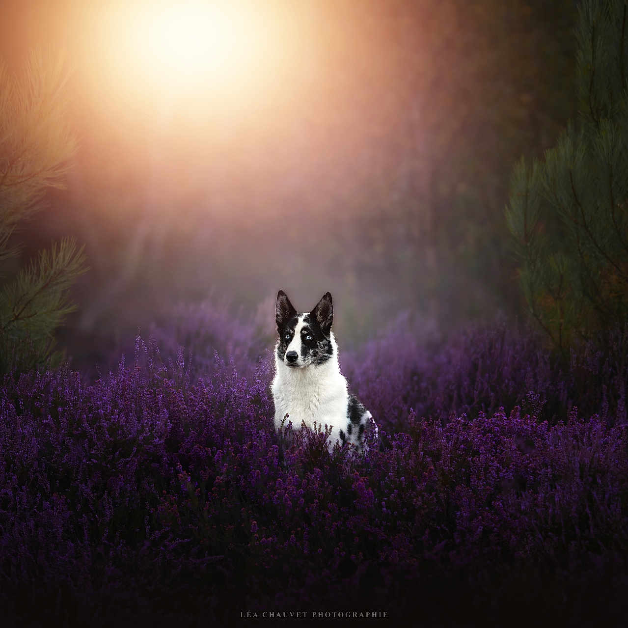 Nuts participe au concours pour gagner de l'argent avec cette photo : adult, animal, astronomy, bride, canine, cat, dog, female, flare, flower, light, nature, night, outdoors, person, pet, plant, puppy, wedding, woman