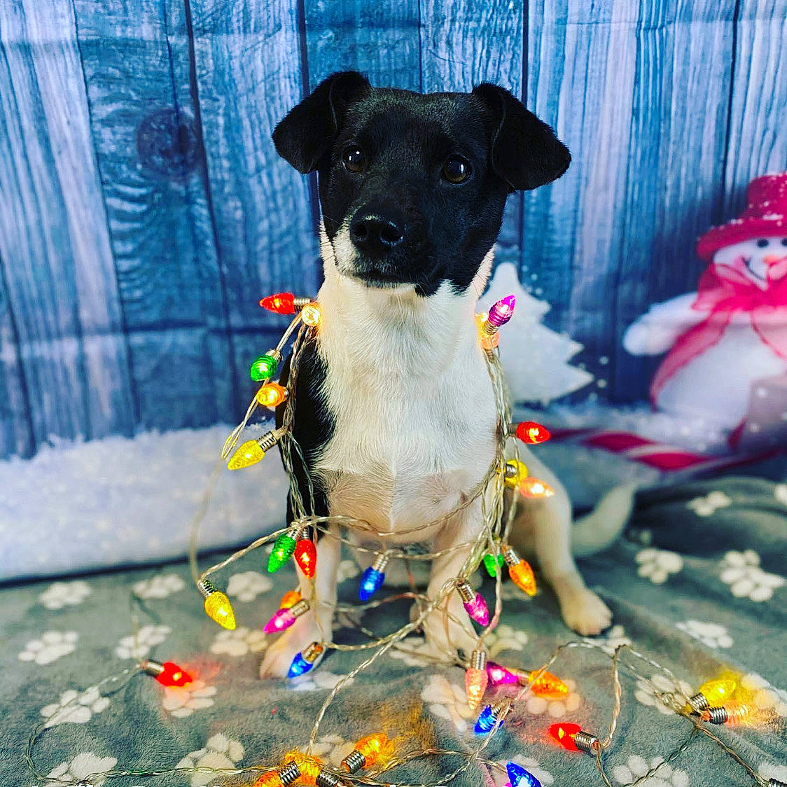 Rue is registered to the contest to win money with this photo: canidae, carnivore, companion_dog, danish_swedish_farmdog, dog, dog_breed, dog_collar, dog_toy, feist, flower, fox_terrier, potcake_dog, puppy, rare_breed_dog, rat_terrier, ratonero_bodeguero_andaluz, smooth_fox_terrier, sporting_group, tenterfield_terrier, terrier