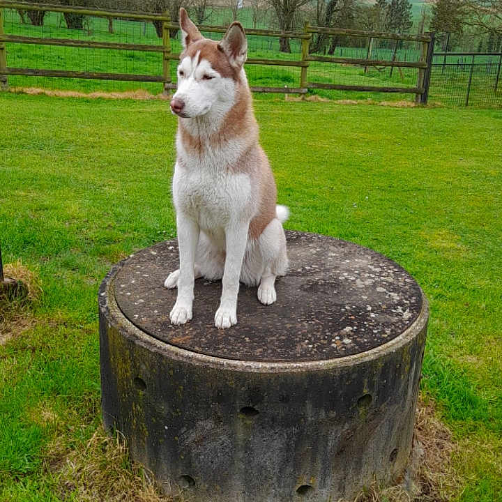 Rosa participe au concours pour gagner de l'argent avec cette photo : animal, canine, dog, face, field, grass, grassland, head, husky, lawn, nature, outdoors, park, person, pet, photography, plant, tree, treestump, vegetation