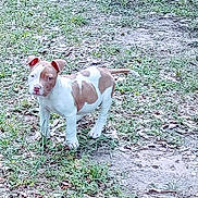 Two Face Turbo is registered to the contest to win money with this photo: puppy, dog, brown_and_white, grass, dirt, outdoor, pet, young_dog, alert, standing, ears_up, curious, nature, animal, canine, small_dog, fur, four_legs, daylight, ground