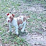 puppy, dog, brown_and_white, grass, dirt, outdoor, pet, young_dog, alert, standing, ears_up, curious, nature, animal, canine, small_dog, fur, four_legs, daylight, ground