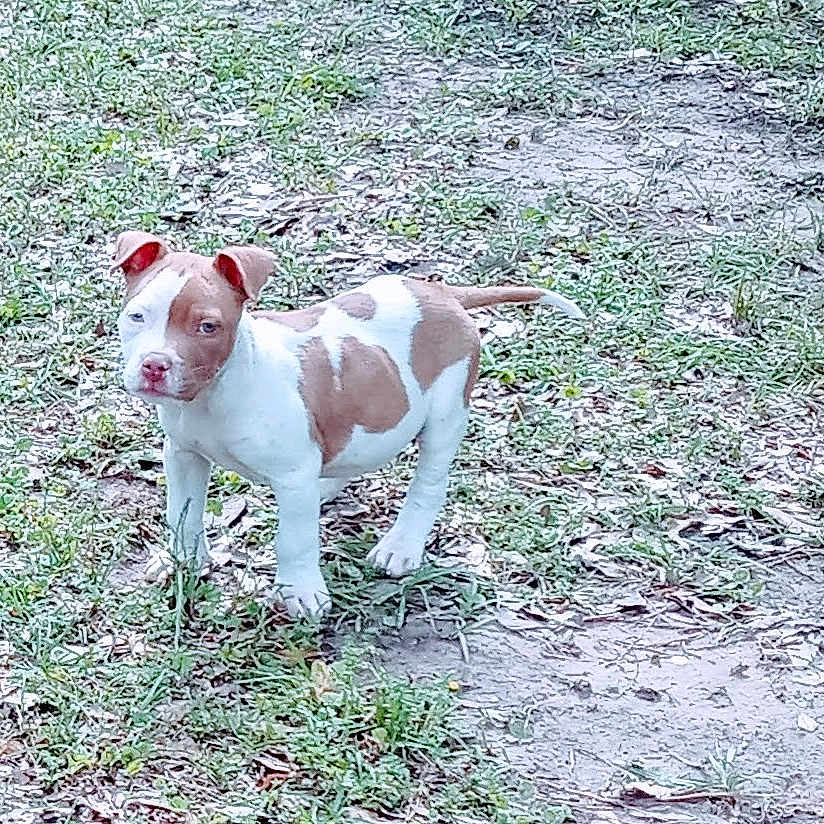 Two Face Turbo is registered to the contest to win money with this photo: alert, animal, brown_and_white, canine, curious, daylight, dirt, dog, ears_up, four_legs, fur, grass, ground, nature, outdoor, pet, puppy, small_dog, standing, young_dog