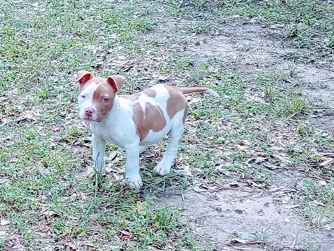 Two Face Turbo is registered to the contest to win money with this photo: puppy, dog, brown_and_white, grass, dirt, outdoor, pet, young_dog, alert, standing, ears_up, curious, nature, animal, canine, small_dog, fur, four_legs, daylight, ground