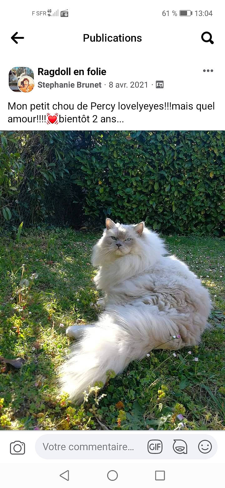 Percy participe au concours pour gagner de l'argent avec cette photo : annual_plant, carnivore, cat, companion_dog, felidae, font, fur, grass, grassland, herbaceous_plant, light, natural_material, plant, ragdoll, small_to_medium_sized_cats, tail, terrestrial_animal, terrestrial_plant, whiskers