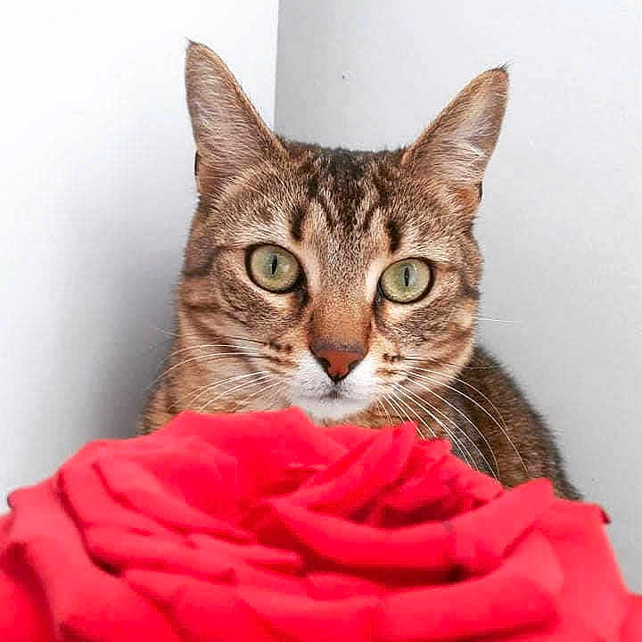 Mistyc a rejoint le concours — aidez-le/la à gagner de superbes lots ! cat, tabby_cat, rose, flower, pet, animal, green_eyes, close_up, curious, feline, whiskers, indoor, nature, plant, flora, portrait, cute, domestic_cat, soft_light, background