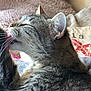 Peanut is registered to the contest to win money with this photo: cat, tabby, licking, paw, grooming, whiskers, fur, ears, cozy, cushions, indoor, pet, feline, closeup, relaxed, home, soft, comfortable, animal, sleepy