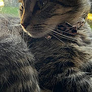 Peanut joined the competition — help win amazing prizes! cat, tabby_cat, close_up, side_profile, fur, whiskers, collar, bow, window, natural_light, relaxing, pet, animal, domestic_cat, feline, indoor, soft_light, patterned_fur, ears, nose