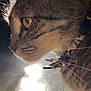 cat, close_up, profile, fur, whiskers, eye, sunlight, collar, pet, animal, indoor, portrait, feline, soft_light, detail, curious, warm, texture, shadow, focus