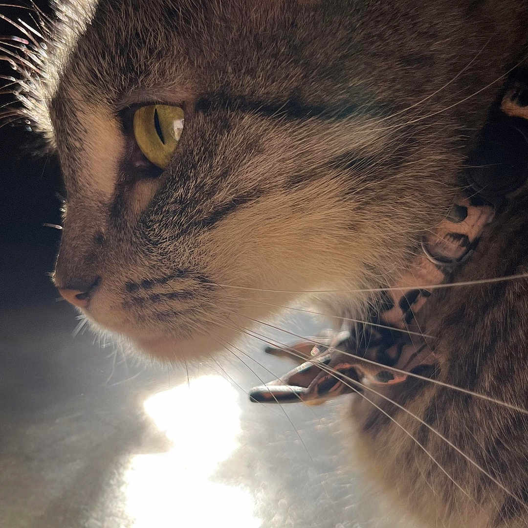 Peanut joined the competition — help win amazing prizes! animal, cat, close_up, collar, curious, detail, eye, feline, focus, fur, indoor, pet, portrait, profile, shadow, soft_light, sunlight, texture, warm, whiskers