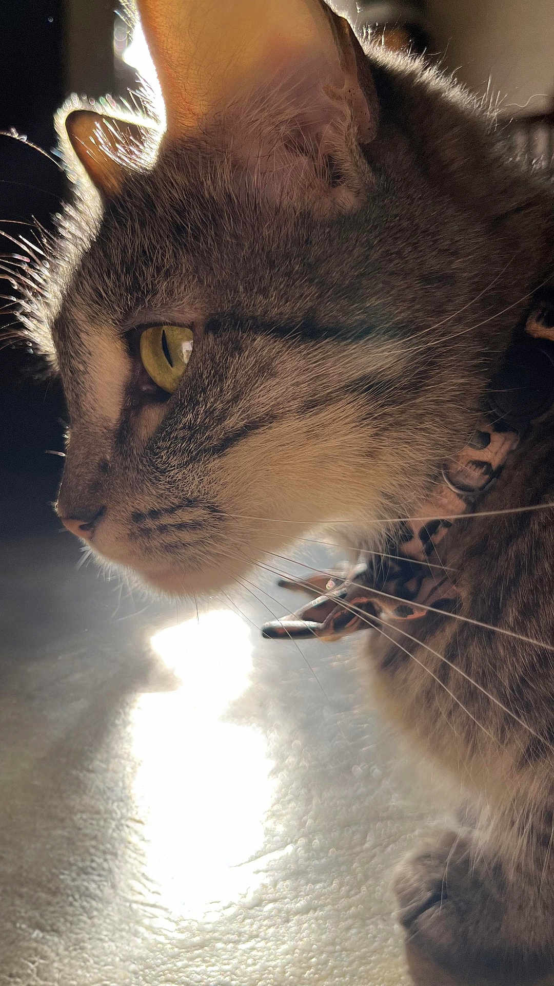 Peanut joined the competition — help win amazing prizes! cat, close_up, profile, fur, whiskers, eye, sunlight, collar, pet, animal, indoor, portrait, feline, soft_light, detail, curious, warm, texture, shadow, focus