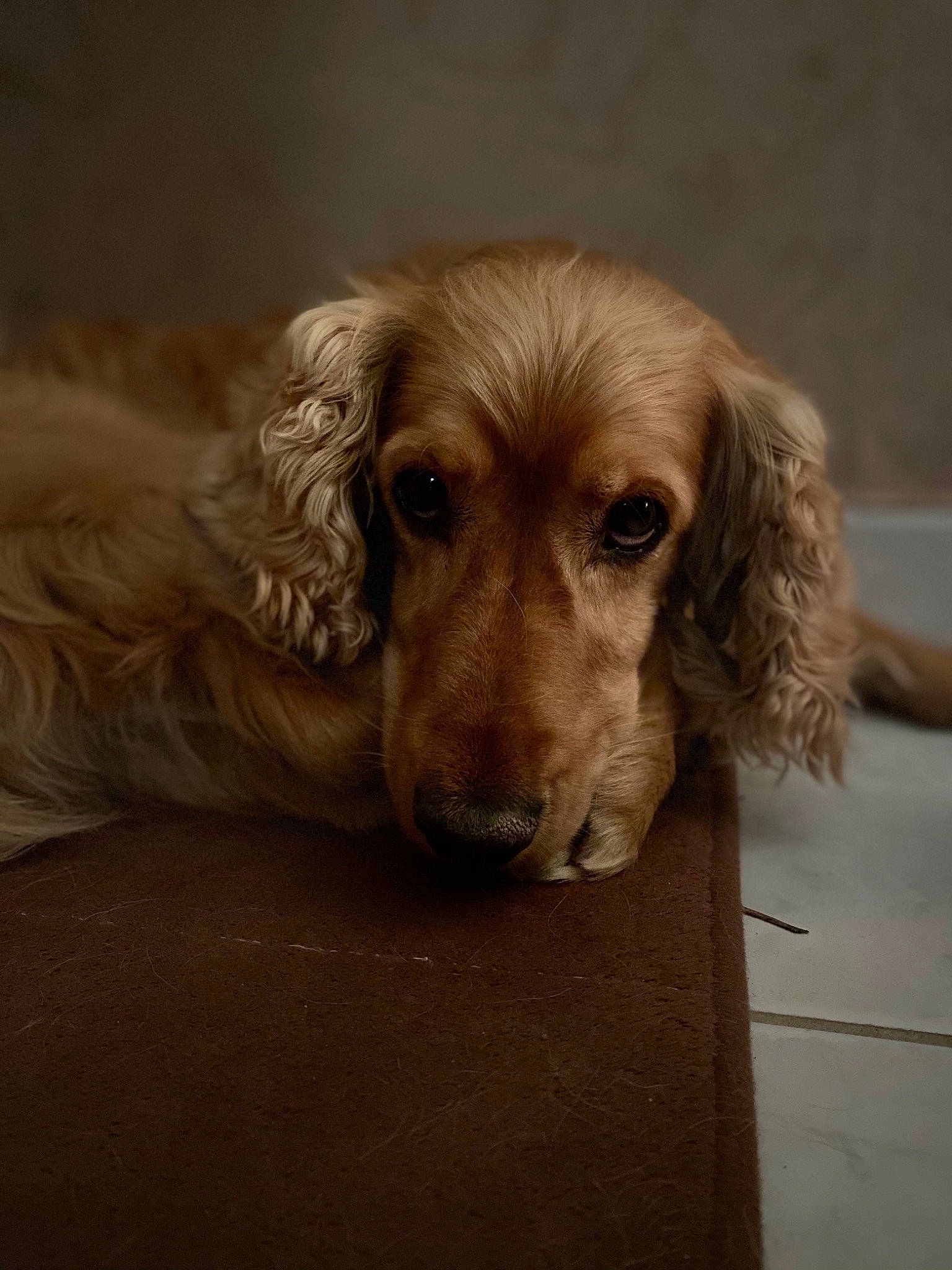 Hector a rejoint le concours — aidez-le/la à gagner de superbes lots ! bored, canidae, carnivore, comfort, companion_dog, dog, dog_breed, ear, eye, fawn, flooring, fur, hardwood, liver, paw, snout, sporting_group, whiskers, wood, working_animal