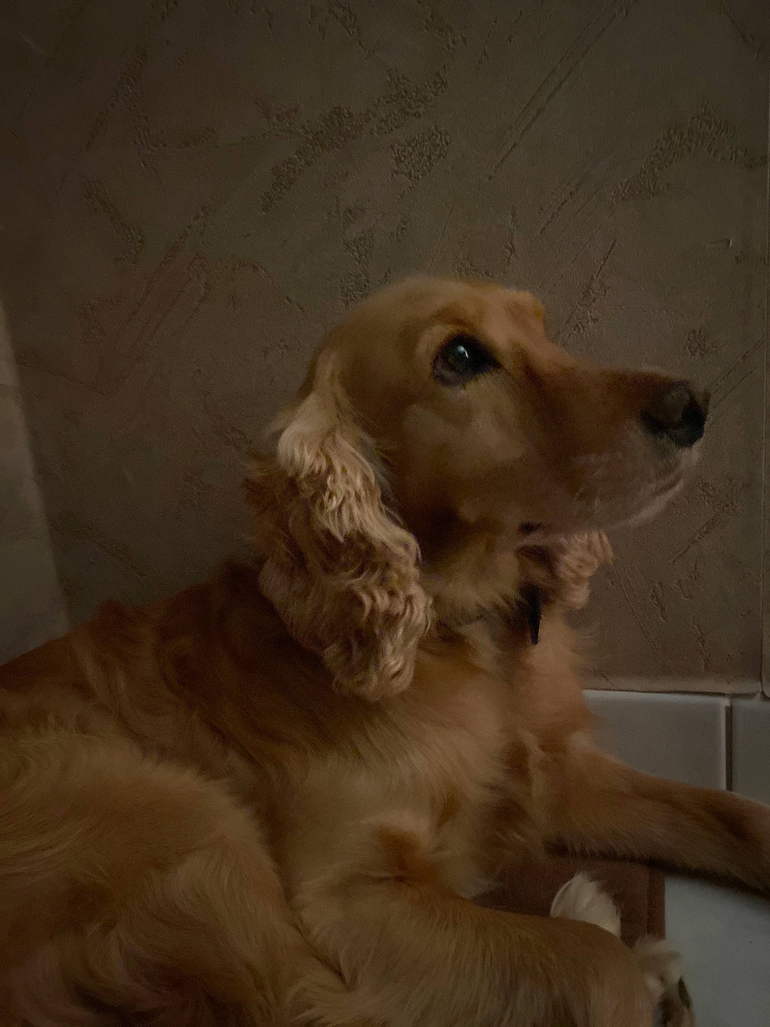 Hector participe au concours pour gagner de l'argent avec cette photo : canidae, carnivore, companion_dog, dog, dog_breed, ear, fawn, flooring, fur, golden_retriever, gun_dog, liver, snout, sporting_group, terrestrial_animal, whiskers