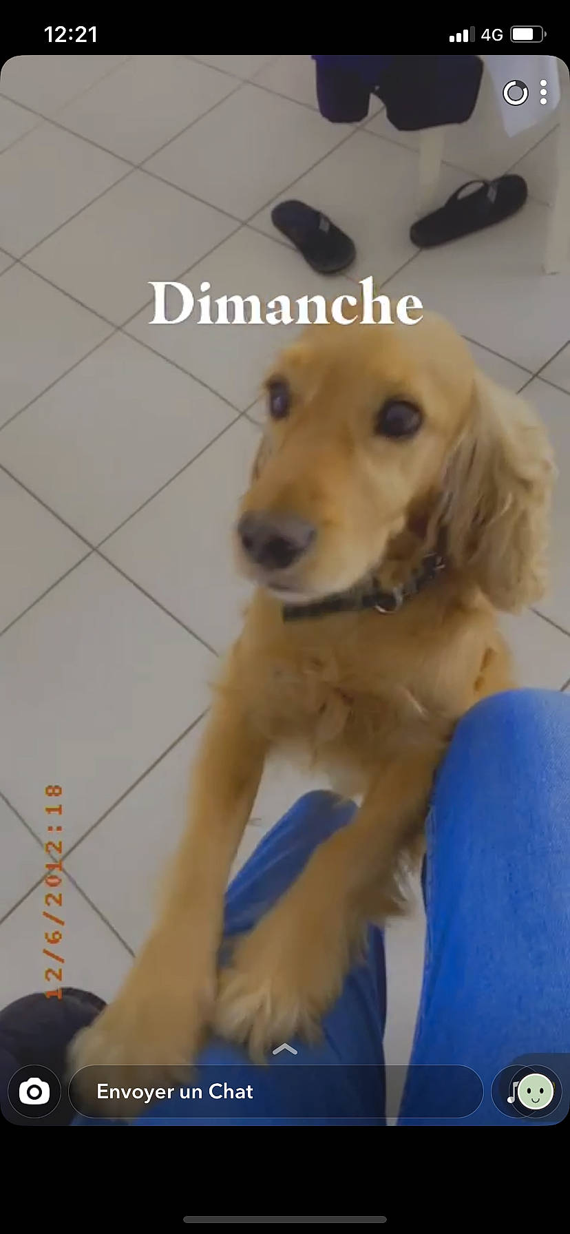 Hector a rejoint le concours — aidez-le/la à gagner de superbes lots ! canidae, carnivore, companion_dog, dog, dog_breed, dog_collar, dog_supply, electric_blue, fawn, flooring, fur, liver, mammal, paw, pet_supply, photo_caption, snout, sporting_group, working_animal