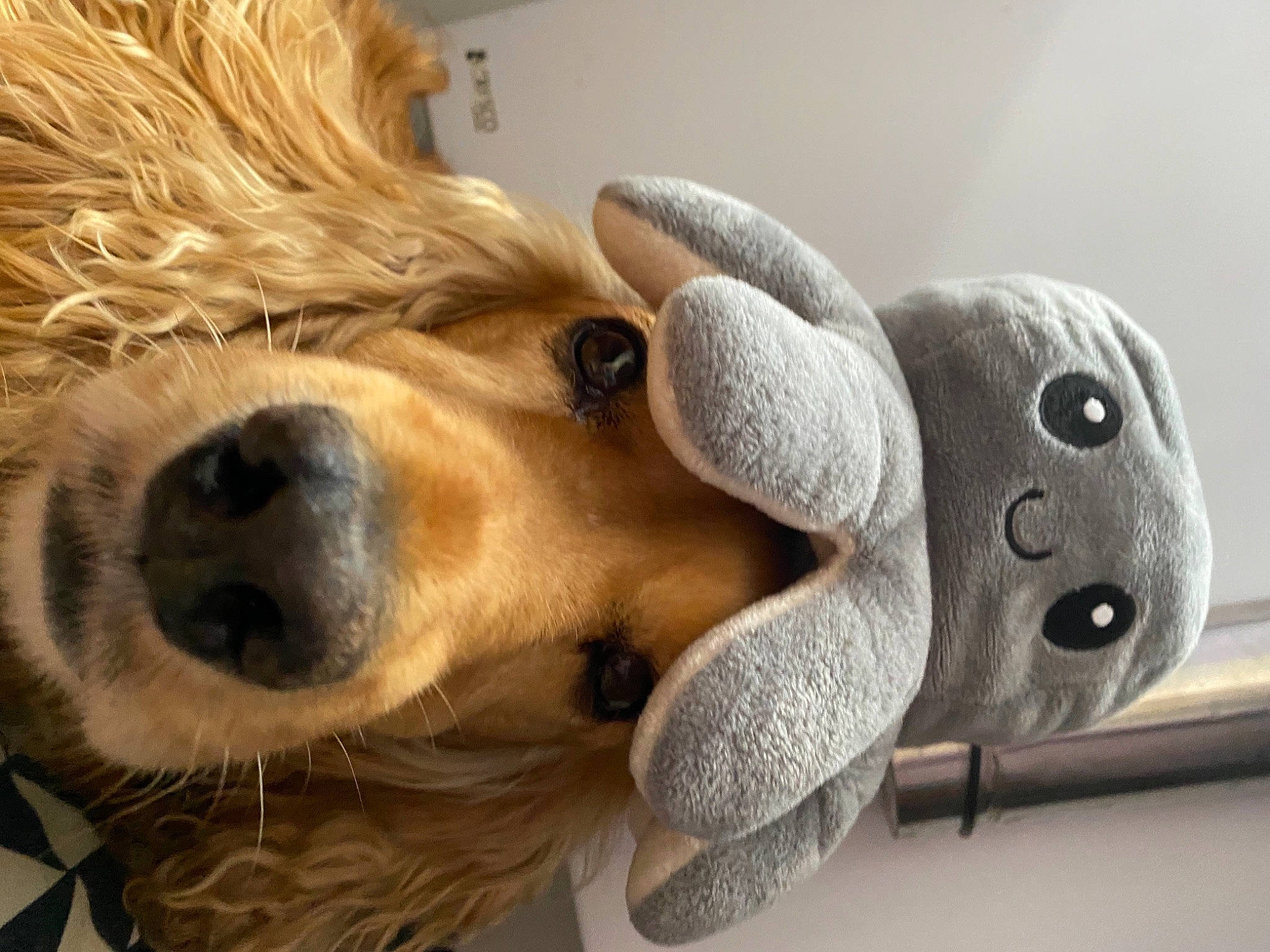 Hector participe au concours pour gagner de l'argent avec cette photo : art, canidae, companion_dog, dog, dog_breed, fawn, fur, metal, nose, plant, plush, sculpture, snout, sporting_group, stuffed_toy, toy, toy_dog, whiskers, wood, working_animal