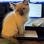 kitten, cat, fluffy, blue_eyes, desk, computer, keyboard, technology, indoor, pet, cute, feline, young, curious, home_office, monitor, blurred_background, soft_fur, sitting, close_up