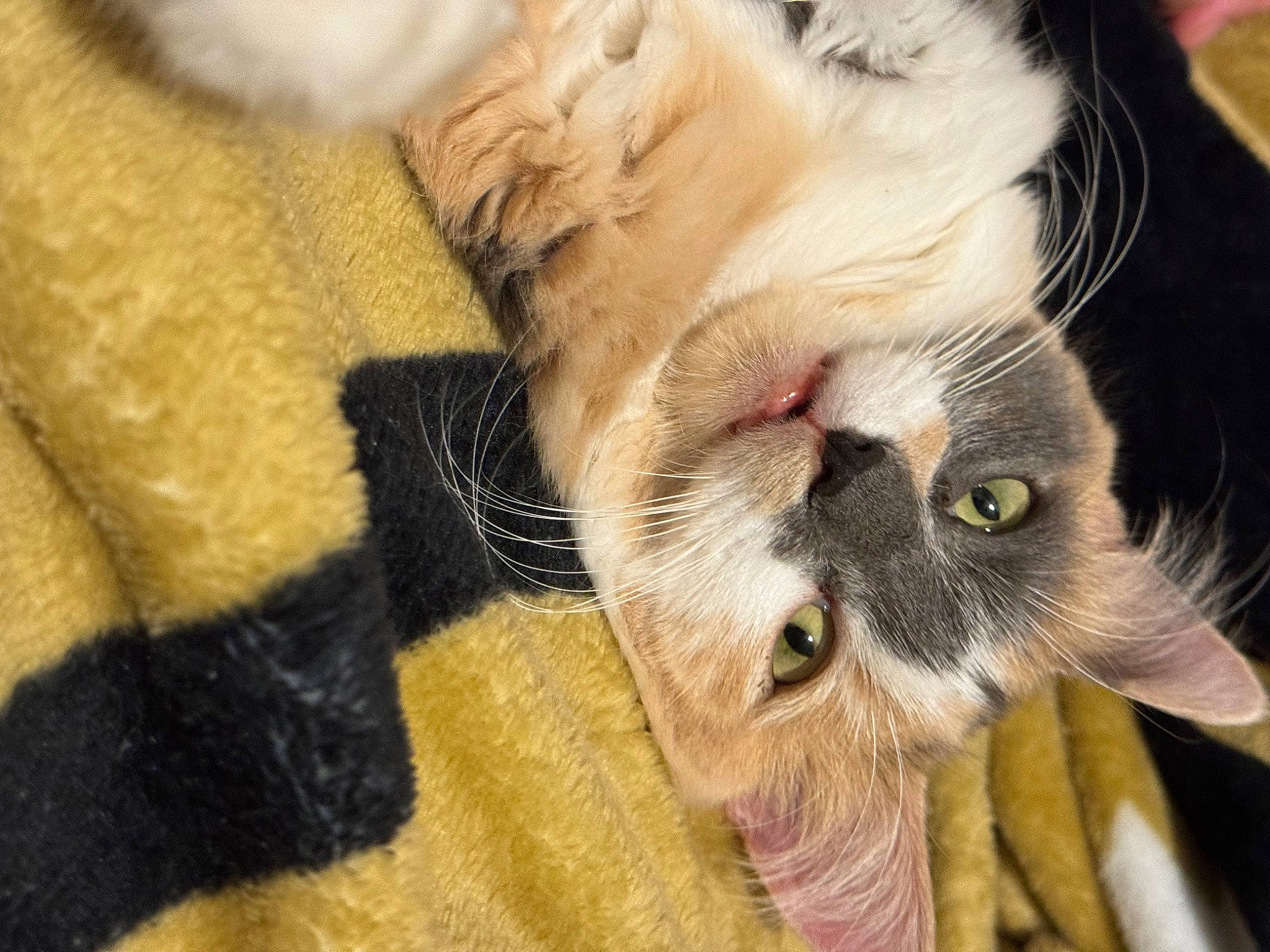 Dumpling is registered to the contest to win money with this photo: carnivore, cat, claw, comfort, domestic_short_haired_cat, fawn, felidae, fur, paw, small_to_medium_sized_cats, snout, tail, whiskers, wood