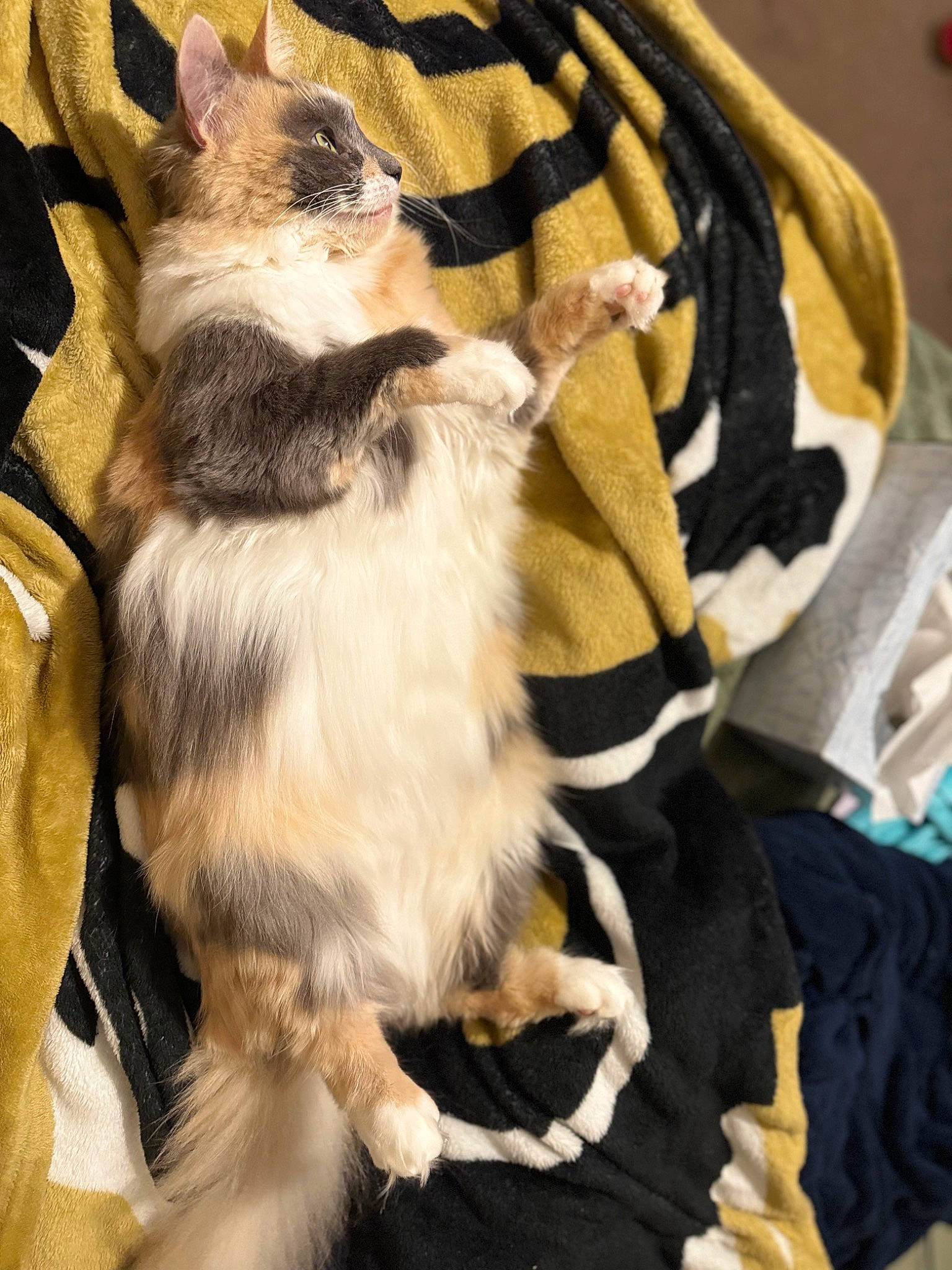 Dumpling joined the competition — help win amazing prizes! baby_carriage, bag, baggage, canidae, carnivore, cat, claw, companion_dog, dog_breed, fashion_accessory, fawn, felidae, fur, siamese, small_to_medium_sized_cats, strap, tail, whiskers