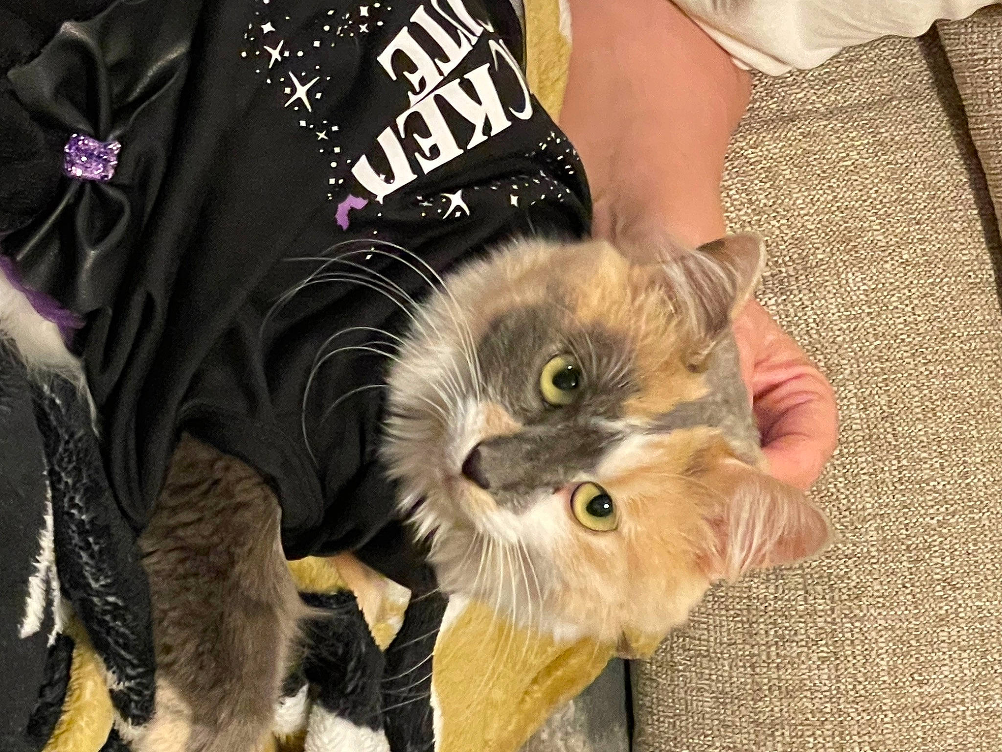 Dumpling is registered to the contest to win money with this photo: canidae, carnivore, cat, claw, companion_dog, dog_breed, domestic_short_haired_cat, fawn, felidae, fur, paw, sleeve, small_to_medium_sized_cats, tail, whiskers