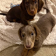 Fudge And Shadow joined the competition — help win amazing prizes! puppy, dog, dachshund, brown, cute, pet, animal, fur, eyes, blanket, carpet, indoors, young, small, looking, lying_down, adorable, cozy, soft, companion
