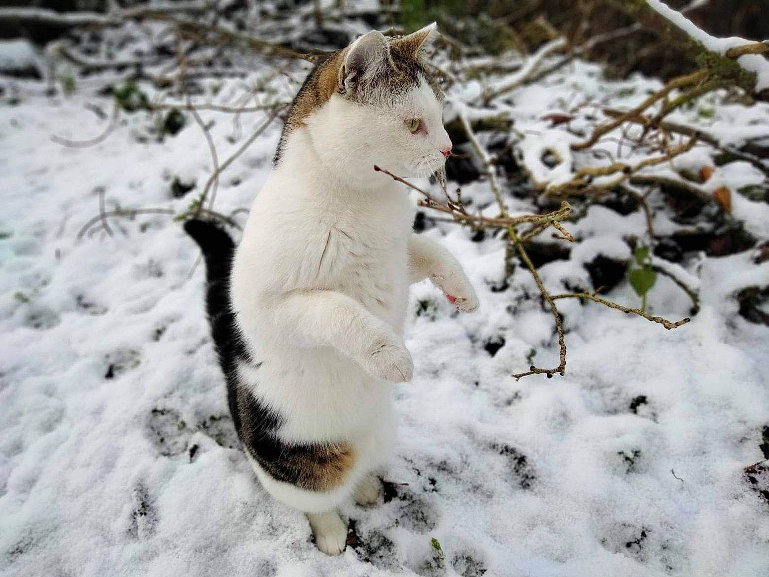 Chatouille participe au concours pour gagner de l'argent avec cette photo : canidae, carnivore, cat, dog_breed, domestic_short_haired_cat, fawn, felidae, freezing, fur, paw, precipitation, small_to_medium_sized_cats, snout, snow, sporting_group, tail, terrestrial_animal, twig, whiskers, winter