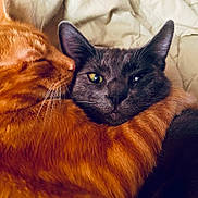 Jack Blu joined the competition — help win amazing prizes! cat, cats, orange_cat, gray_cat, pet, feline, cozy, affection, hug, whiskers, ears, closeup, fur, animal, companion, domestic_animal, cute, together, comfort, bed