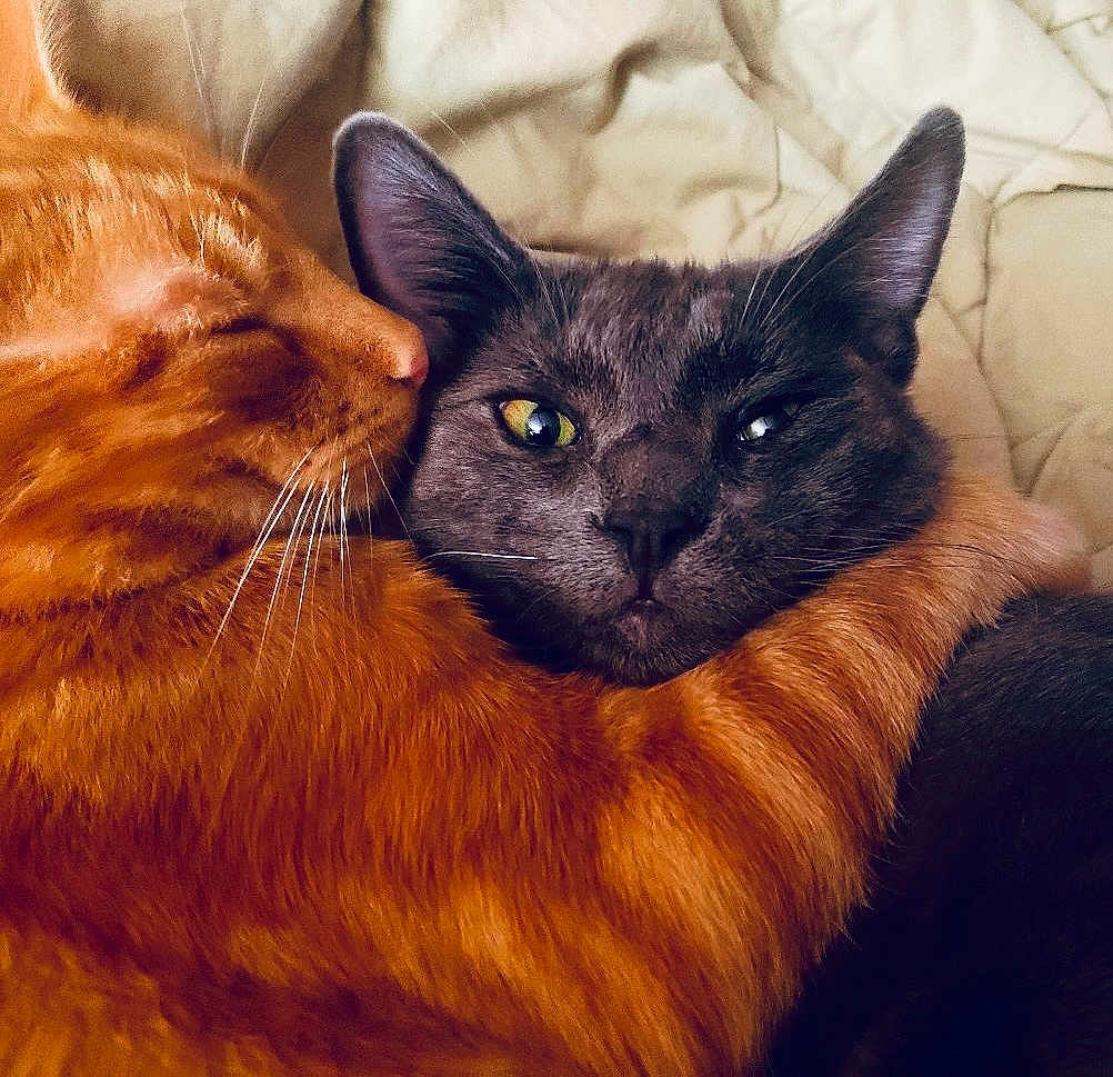 Jack Blu joined the competition — help win amazing prizes! cat, cats, orange_cat, gray_cat, pet, feline, cozy, affection, hug, whiskers, ears, closeup, fur, animal, companion, domestic_animal, cute, together, comfort, bed
