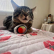 Tomas joined the competition — help win amazing prizes! bed, blinds, cat, cozy, decor, feline, floral_pattern, indoor, morning_light, nightstand, pet, plush, quilt, relaxed, sleepy, tabby, toy, water_bottle, whiskers, window