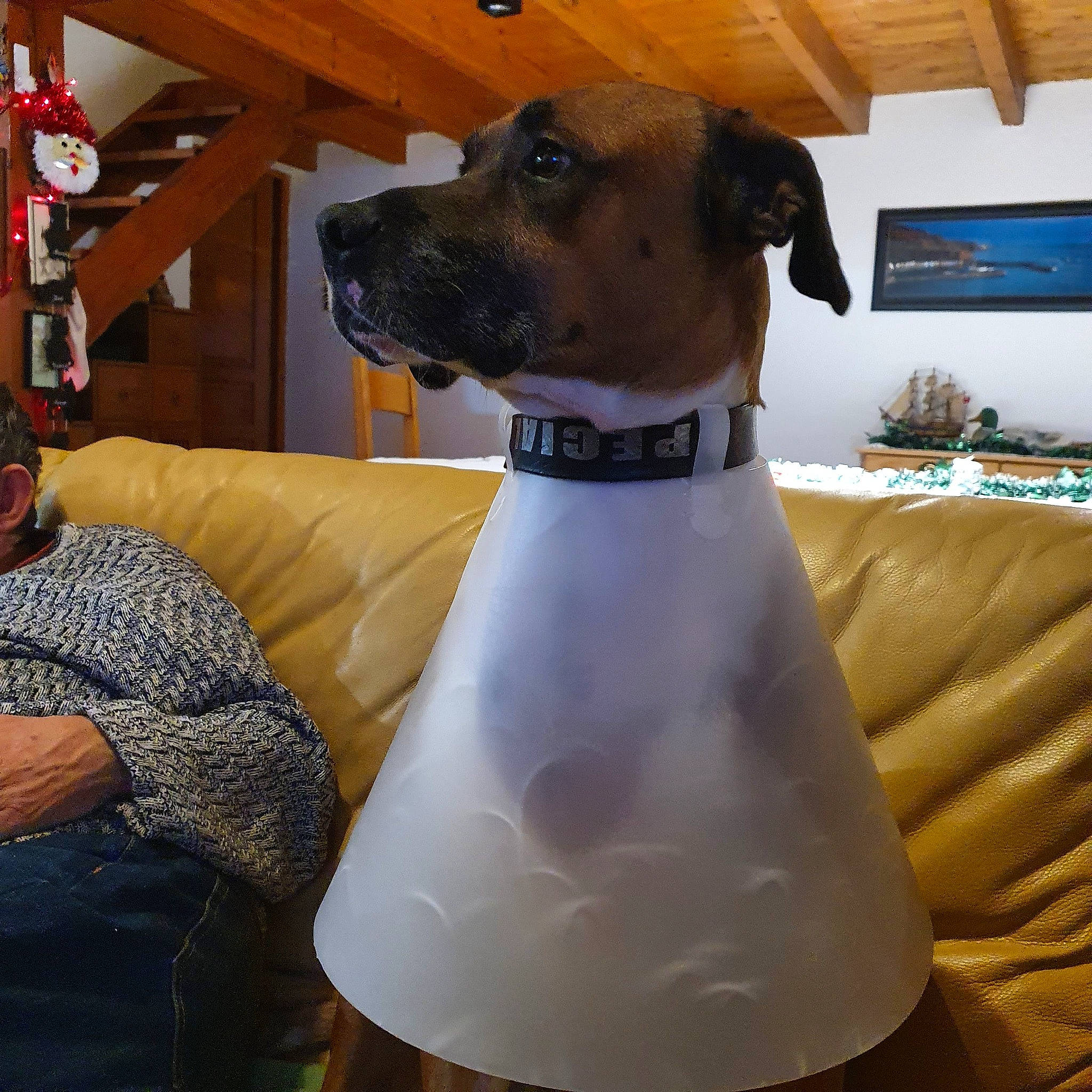 José participe au concours pour gagner de l'argent avec cette photo : canidae, carnivore, collar, comfort, companion_dog, couch, dog, dog_breed, dog_collar, dog_supply, fawn, giant_dog_breed, guard_dog, houseplant, pet_supply, sighthound, snout, sporting_group, whiskers, working_animal